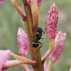 Polyrhachis sp. (genus) at Cook, ACT - 23 Dec 2021