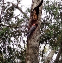 Callocephalon fimbriatum (Gang-gang Cockatoo) at Aranda Bushland - 23 Dec 2021 by CathB