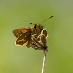 Ocybadistes walkeri at Chapman, ACT - 26 Dec 2021 04:58 PM