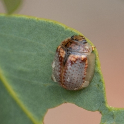 Paropsisterna m-fuscum (Eucalyptus Leaf Beetle) at Chapman, ACT - 26 Dec 2021 by SWishart