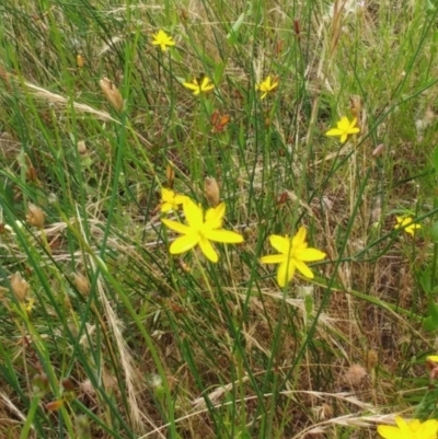 Tricoryne elatior (Yellow Rush Lily) at Molonglo Valley, ACT - 26 Dec 2021 by sangio7