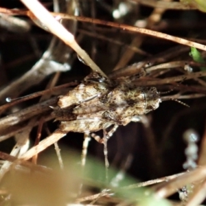 Tetrigidae (family) at Cook, ACT - 22 Dec 2021