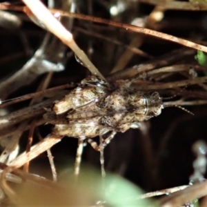 Tetrigidae (family) at Cook, ACT - 22 Dec 2021