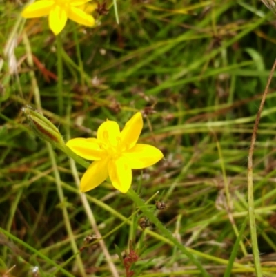 Hypoxis hygrometrica (Golden Weather-grass) at The Pinnacle - 25 Dec 2021 by sangio7