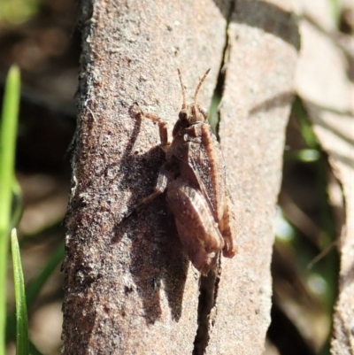 Tetrigidae (family) (Pygmy grasshopper) at Mount Painter - 21 Dec 2021 by CathB
