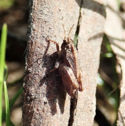 Tetrigidae (family) (Pygmy grasshopper) at Cook, ACT - 22 Dec 2021 by CathB