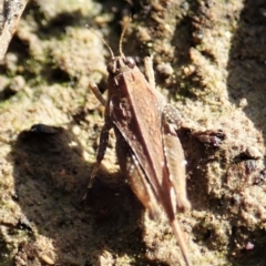 Tetrigidae (family) at Cook, ACT - 22 Dec 2021