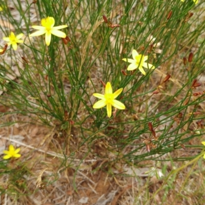 Tricoryne elatior (Yellow Rush Lily) at The Pinnacle - 26 Dec 2021 by sangio7