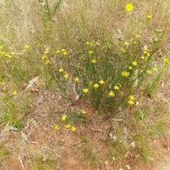 Tricoryne elatior at Hawker, ACT - 26 Dec 2021