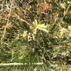 Potentilla recta (Sulphur Cinquefoil) at Rendezvous Creek, ACT - 20 Dec 2021 by Tapirlord