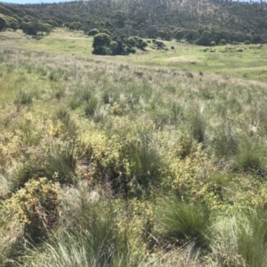 Potentilla recta at Rendezvous Creek, ACT - 21 Dec 2021