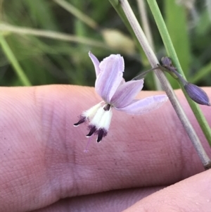 Arthropodium milleflorum at Rendezvous Creek, ACT - 21 Dec 2021