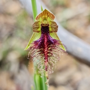 Calochilus therophilus at Acton, ACT - 26 Dec 2021