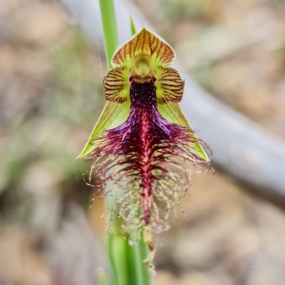 Calochilus therophilus (Late Beard Orchid) at ANBG - 26 Dec 2021 by RobG1