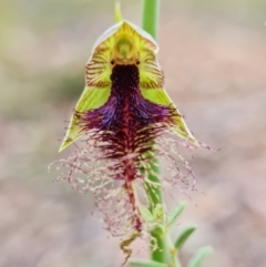 Calochilus therophilus at Acton, ACT - 26 Dec 2021