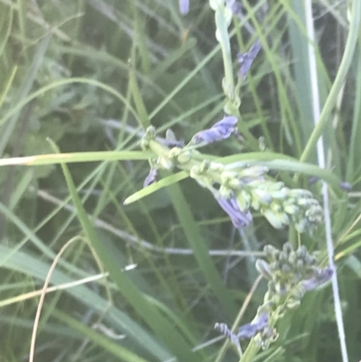 Caesia calliantha (Blue Grass-lily) at Rendezvous Creek, ACT - 20 Dec 2021 by Tapirlord