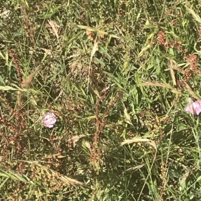Convolvulus angustissimus subsp. angustissimus (Australian Bindweed) at Rendezvous Creek, ACT - 21 Dec 2021 by Tapirlord