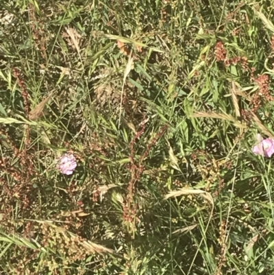 Convolvulus angustissimus subsp. angustissimus (Australian Bindweed) at Rendezvous Creek, ACT - 20 Dec 2021 by Tapirlord