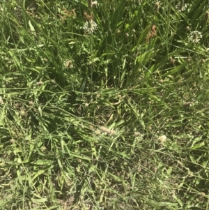 Plantago lanceolata at Rendezvous Creek, ACT - 21 Dec 2021 10:53 AM