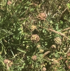 Sanguisorba minor (Salad Burnet, Sheep's Burnet) at Rendezvous Creek, ACT - 21 Dec 2021 by Tapirlord