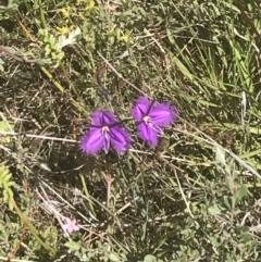 Thysanotus tuberosus subsp. tuberosus (Common Fringe-lily) at Rendezvous Creek, ACT - 21 Dec 2021 by Tapirlord