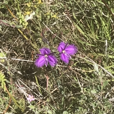 Thysanotus tuberosus subsp. tuberosus (Common Fringe-lily) at Rendezvous Creek, ACT - 21 Dec 2021 by Tapirlord