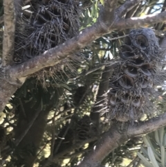 Banksia marginata at Rendezvous Creek, ACT - 21 Dec 2021 11:11 AM