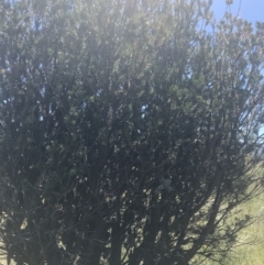 Banksia marginata at Rendezvous Creek, ACT - 21 Dec 2021 11:11 AM