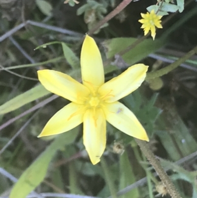 Hypoxis hygrometrica var. hygrometrica (Golden Weather-grass) at Rendezvous Creek, ACT - 21 Dec 2021 by Tapirlord