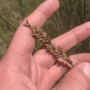 Carex tereticaulis at Rendezvous Creek, ACT - 21 Dec 2021