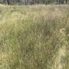 Carex tereticaulis at Rendezvous Creek, ACT - 21 Dec 2021