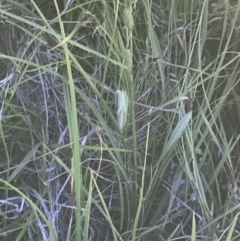 Carex gaudichaudiana at Rendezvous Creek, ACT - 21 Dec 2021 11:28 AM