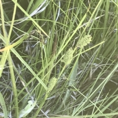 Carex gaudichaudiana at Rendezvous Creek, ACT - 21 Dec 2021 11:28 AM