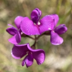 Swainsona behriana (Behr's Swainson-Pea) at Adaminaby, NSW - 18 Dec 2021 by waltraud