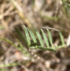 Swainsona behriana at Adaminaby, NSW - 18 Dec 2021