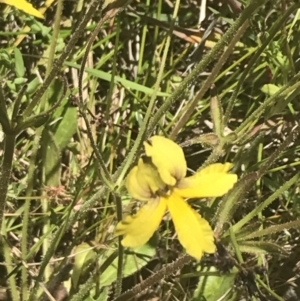 Goodenia paradoxa at Rendezvous Creek, ACT - 21 Dec 2021 11:32 AM