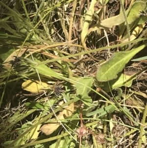 Goodenia paradoxa at Rendezvous Creek, ACT - 21 Dec 2021