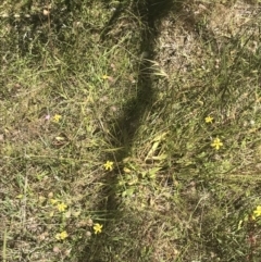 Goodenia paradoxa at Rendezvous Creek, ACT - 21 Dec 2021 11:32 AM