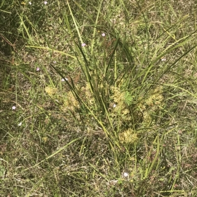 Lomandra multiflora (Many-flowered Matrush) at Rendezvous Creek, ACT - 21 Dec 2021 by Tapirlord