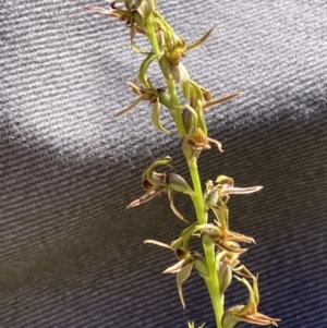 Prasophyllum sphacelatum at Adaminaby, NSW - 21 Dec 2021