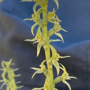 Prasophyllum sphacelatum at Adaminaby, NSW - 21 Dec 2021