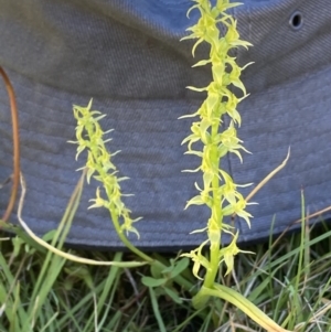 Prasophyllum sphacelatum at Adaminaby, NSW - 21 Dec 2021