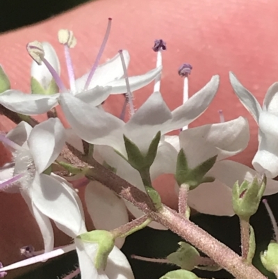 Veronica derwentiana subsp. derwentiana (Derwent Speedwell) at Rendezvous Creek, ACT - 21 Dec 2021 by Tapirlord