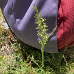 Paraprasophyllum sphacelatum (Large Alpine Leek-orchid) at Adaminaby, NSW - 21 Dec 2021 by waltraud