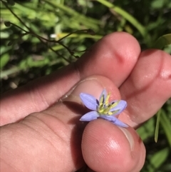 Dianella tasmanica (Tasman Flax Lily) at Rendezvous Creek, ACT - 21 Dec 2021 by Tapirlord