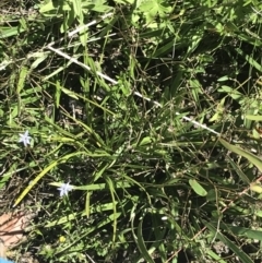 Dianella tasmanica at Rendezvous Creek, ACT - 21 Dec 2021