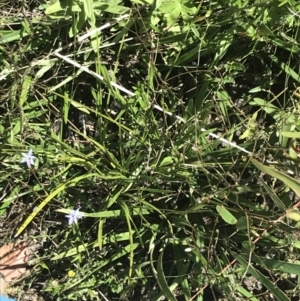 Dianella tasmanica at Rendezvous Creek, ACT - 21 Dec 2021