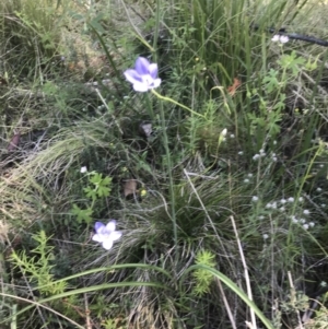 Wahlenbergia stricta subsp. stricta at Rendezvous Creek, ACT - 21 Dec 2021 12:28 PM