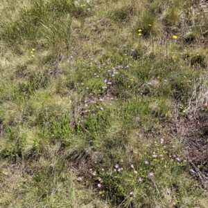 Prasophyllum sphacelatum at Adaminaby, NSW - 21 Dec 2021