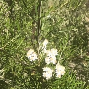 Ozothamnus conditus at Rendezvous Creek, ACT - 21 Dec 2021